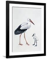Close-Up of a White Stork with its Young (Ciconia Ciconia)-null-Framed Premium Giclee Print