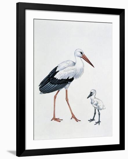 Close-Up of a White Stork with its Young (Ciconia Ciconia)-null-Framed Premium Giclee Print