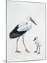 Close-Up of a White Stork with its Young (Ciconia Ciconia)-null-Mounted Premium Giclee Print