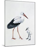 Close-Up of a White Stork with its Young (Ciconia Ciconia)-null-Mounted Giclee Print