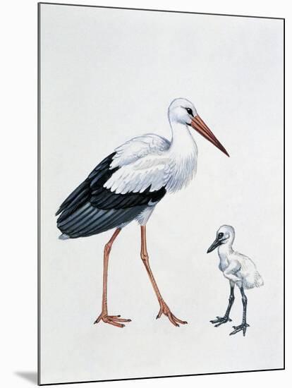 Close-Up of a White Stork with its Young (Ciconia Ciconia)-null-Mounted Giclee Print