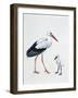 Close-Up of a White Stork with its Young (Ciconia Ciconia)-null-Framed Giclee Print