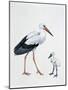 Close-Up of a White Stork with its Young (Ciconia Ciconia)-null-Mounted Giclee Print