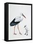 Close-Up of a White Stork with its Young (Ciconia Ciconia)-null-Framed Stretched Canvas