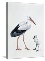 Close-Up of a White Stork with its Young (Ciconia Ciconia)-null-Stretched Canvas