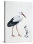 Close-Up of a White Stork with its Young (Ciconia Ciconia)-null-Stretched Canvas