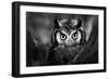 Close-Up of a Whitefaced Owl (Artistic Processing)-Johan Swanepoel-Framed Photographic Print