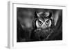 Close-Up of a Whitefaced Owl (Artistic Processing)-Johan Swanepoel-Framed Photographic Print