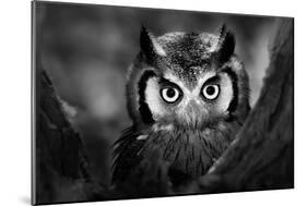 Close-Up of a Whitefaced Owl (Artistic Processing)-Johan Swanepoel-Mounted Photographic Print
