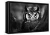 Close-Up of a Whitefaced Owl (Artistic Processing)-Johan Swanepoel-Framed Stretched Canvas