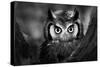 Close-Up of a Whitefaced Owl (Artistic Processing)-Johan Swanepoel-Stretched Canvas