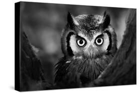 Close-Up of a Whitefaced Owl (Artistic Processing)-Johan Swanepoel-Stretched Canvas