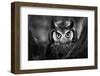 Close-Up of a Whitefaced Owl (Artistic Processing)-Johan Swanepoel-Framed Photographic Print