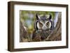 Close-Up of a Whitefaced Owl; Otus Leucotis; South Africa-Johan Swanepoel-Framed Photographic Print