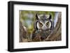 Close-Up of a Whitefaced Owl; Otus Leucotis; South Africa-Johan Swanepoel-Framed Photographic Print