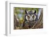 Close-Up of a Whitefaced Owl; Otus Leucotis; South Africa-Johan Swanepoel-Framed Photographic Print