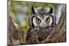 Close-Up of a Whitefaced Owl; Otus Leucotis; South Africa-Johan Swanepoel-Mounted Photographic Print