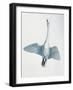 Close-Up of a Whooper Swan Flying (Cygnus Cygnus)-null-Framed Giclee Print