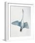 Close-Up of a Whooper Swan Flying (Cygnus Cygnus)-null-Framed Giclee Print