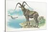 Close-Up of a Wild Goat Standing Near the Sea with a Bird Flying in the Background (Capra Aegagrus)-null-Stretched Canvas