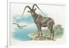 Close-Up of a Wild Goat Standing Near the Sea with a Bird Flying in the Background (Capra Aegagrus)-null-Framed Giclee Print