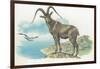 Close-Up of a Wild Goat Standing Near the Sea with a Bird Flying in the Background (Capra Aegagrus)-null-Framed Giclee Print