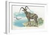 Close-Up of a Wild Goat Standing Near the Sea with a Bird Flying in the Background (Capra Aegagrus)-null-Framed Giclee Print