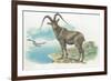 Close-Up of a Wild Goat Standing Near the Sea with a Bird Flying in the Background (Capra Aegagrus)-null-Framed Giclee Print