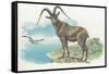 Close-Up of a Wild Goat Standing Near the Sea with a Bird Flying in the Background (Capra Aegagrus)-null-Framed Stretched Canvas