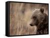 Close Up of a Wild Grizzly Bear, Glacier National Park, Montana-Steven Gnam-Framed Stretched Canvas