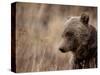 Close Up of a Wild Grizzly Bear, Glacier National Park, Montana-Steven Gnam-Stretched Canvas