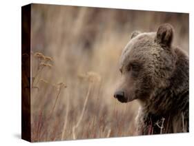 Close Up of a Wild Grizzly Bear, Glacier National Park, Montana-Steven Gnam-Stretched Canvas