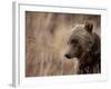 Close Up of a Wild Grizzly Bear, Glacier National Park, Montana-Steven Gnam-Framed Photographic Print