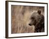 Close Up of a Wild Grizzly Bear, Glacier National Park, Montana-Steven Gnam-Framed Photographic Print