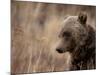 Close Up of a Wild Grizzly Bear, Glacier National Park, Montana-Steven Gnam-Mounted Photographic Print