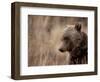 Close Up of a Wild Grizzly Bear, Glacier National Park, Montana-Steven Gnam-Framed Photographic Print