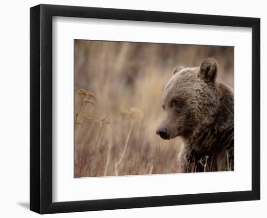 Close Up of a Wild Grizzly Bear, Glacier National Park, Montana-Steven Gnam-Framed Photographic Print