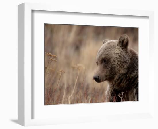 Close Up of a Wild Grizzly Bear, Glacier National Park, Montana-Steven Gnam-Framed Photographic Print