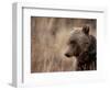 Close Up of a Wild Grizzly Bear, Glacier National Park, Montana-Steven Gnam-Framed Photographic Print