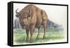 Close-Up of a Wisent Standing in the Forest (Bison Bonasus)-null-Framed Stretched Canvas