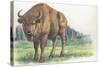 Close-Up of a Wisent Standing in the Forest (Bison Bonasus)-null-Stretched Canvas