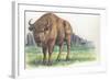 Close-Up of a Wisent Standing in the Forest (Bison Bonasus)-null-Framed Giclee Print