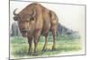 Close-Up of a Wisent Standing in the Forest (Bison Bonasus)-null-Mounted Giclee Print