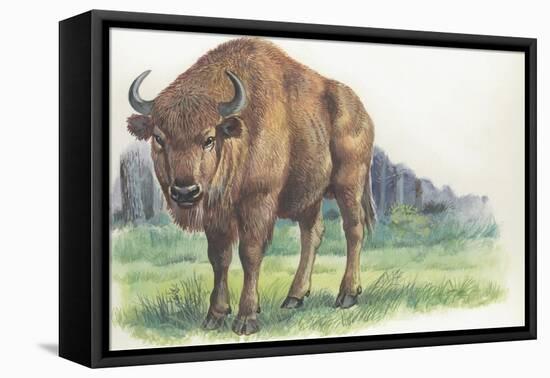 Close-Up of a Wisent Standing in the Forest (Bison Bonasus)-null-Framed Stretched Canvas
