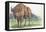 Close-Up of a Wisent Standing in the Forest (Bison Bonasus)-null-Framed Stretched Canvas