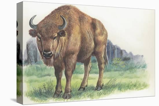 Close-Up of a Wisent Standing in the Forest (Bison Bonasus)-null-Stretched Canvas