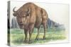 Close-Up of a Wisent Standing in the Forest (Bison Bonasus)-null-Stretched Canvas