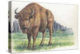 Close-Up of a Wisent Standing in the Forest (Bison Bonasus)-null-Stretched Canvas