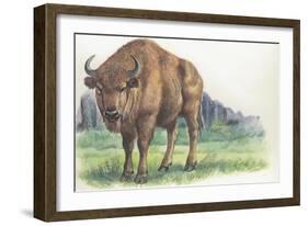 Close-Up of a Wisent Standing in the Forest (Bison Bonasus)-null-Framed Giclee Print