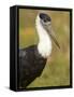 Close-Up of a Woolly-Necked Stork (Ciconia Episcopus) Bird, India-null-Framed Stretched Canvas